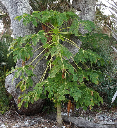 [The tree has a silver gray trunck at the base but the extending branches are much thinner and light yellow green. At the end of each pf the more than twenty branches is one very large leaf with multiple lobes. Behind this tree is a huge oak with a two-part very thick truck (each part close to two feet in diameter).]